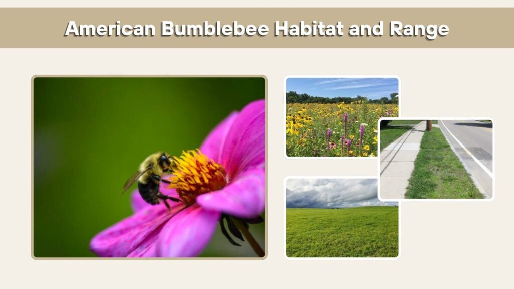 American Bumblebee Habitat and Range
