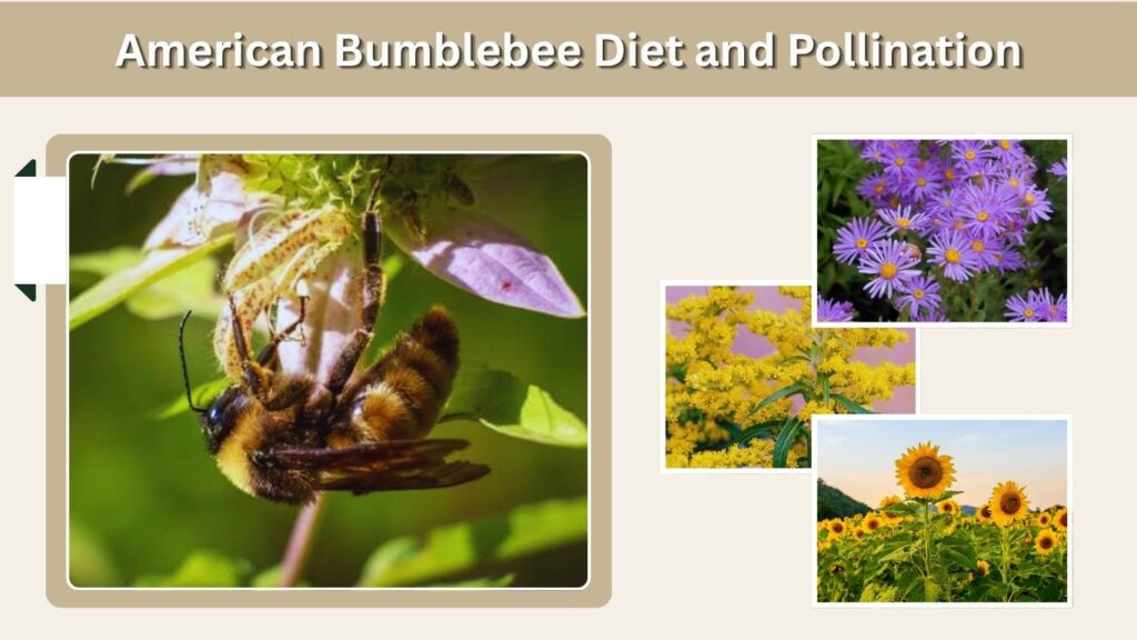 American Bumblebee Diet and Pollination