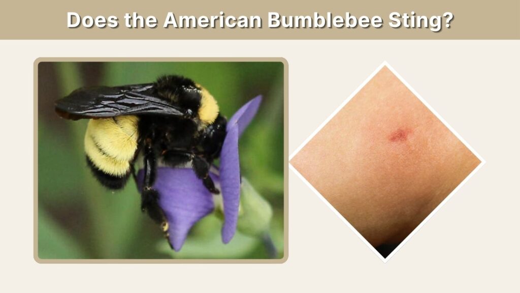 Does the American Bumblebee Sting?
