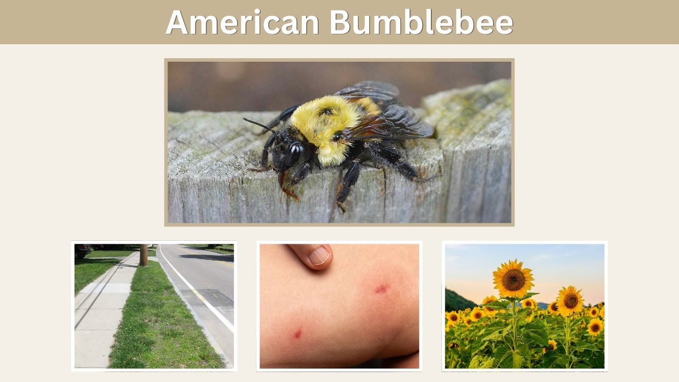 American Bumblebee: Identification, Habitat, Sting and Facts
