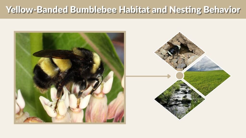Yellow-Banded Bumblebee Habitat and Nesting Behavior