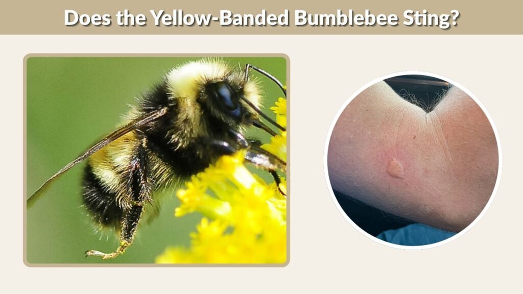 Does the Yellow-Banded Bumblebee Sting?