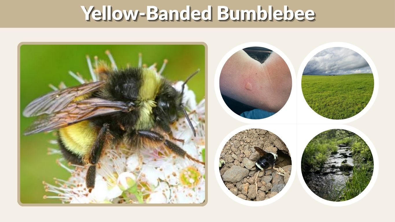 Yellow-Banded Bumblebee: Identification, Range, and Facts