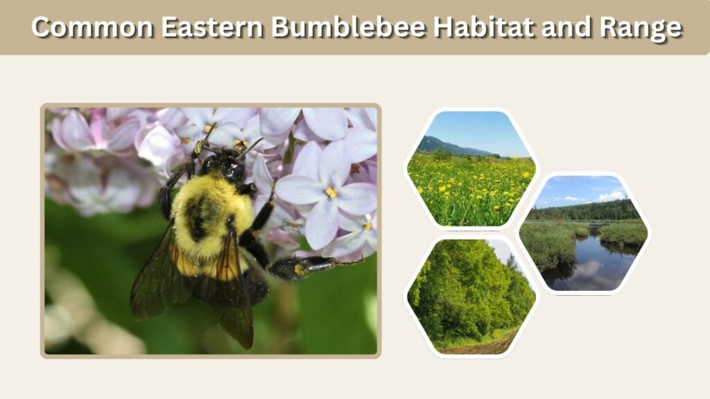 Common Eastern Bumblebee Habitat and Range