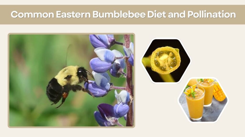 Common Eastern Bumblebee Diet and Pollination