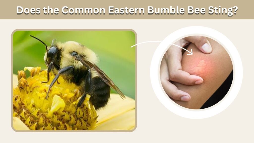 Does the Common Eastern Bumble Bee Sting?