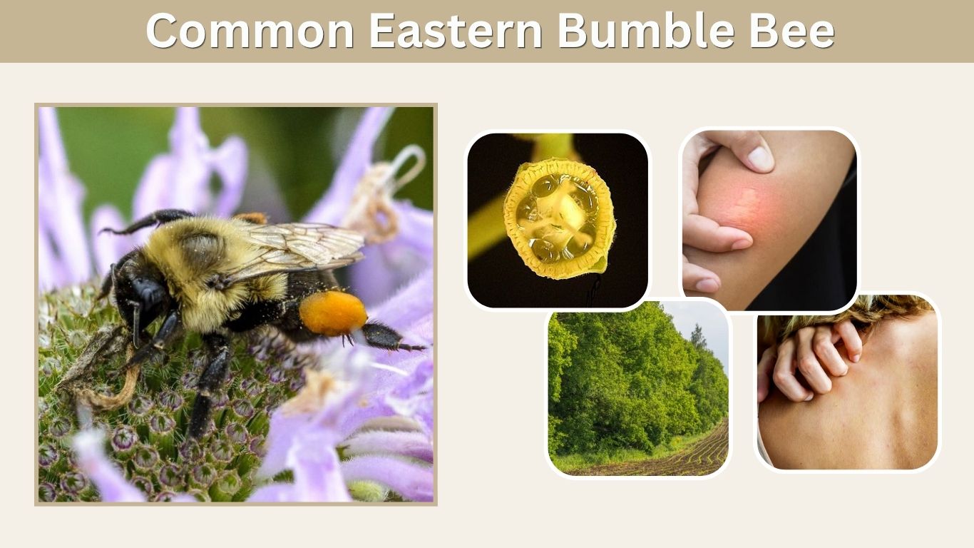 Common Eastern Bumble Bee: ID, Queen, Sting & Facts