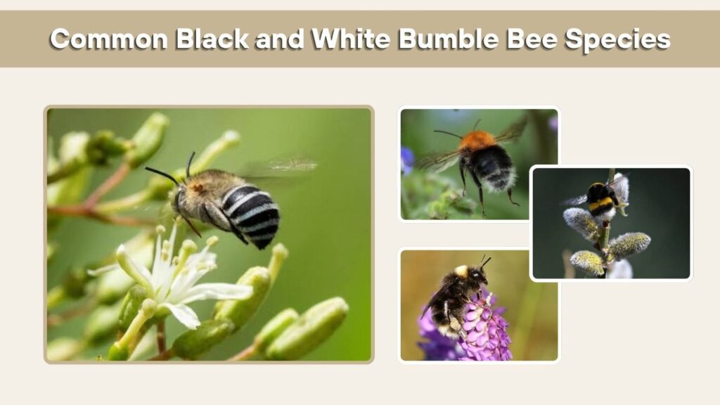 Common Black and White Bumble Bee Species