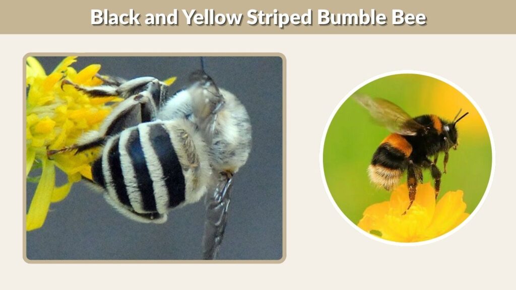 Black and Yellow Striped Bumble Bee