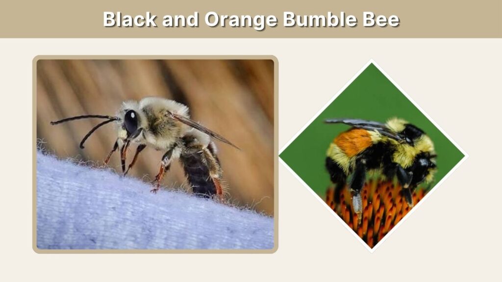 Black and Orange Bumble Bee