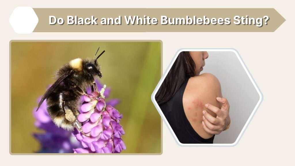 Do Black and White Bumblebees Sting?