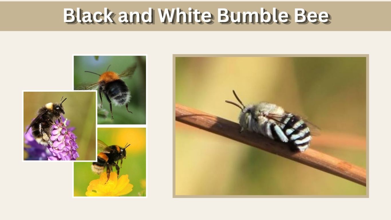 Black and White Bumble Bee: Identification and Color Guide