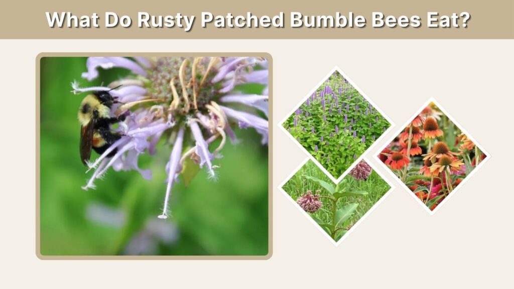 What Do Rusty Patched Bumble Bees Eat?