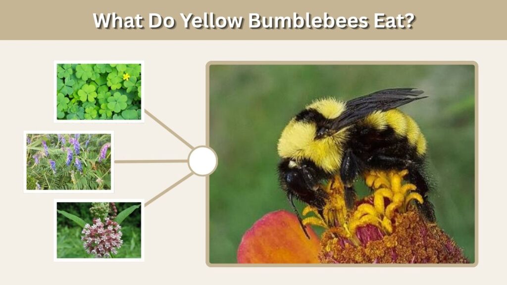 What Do Yellow Bumblebees Eat?