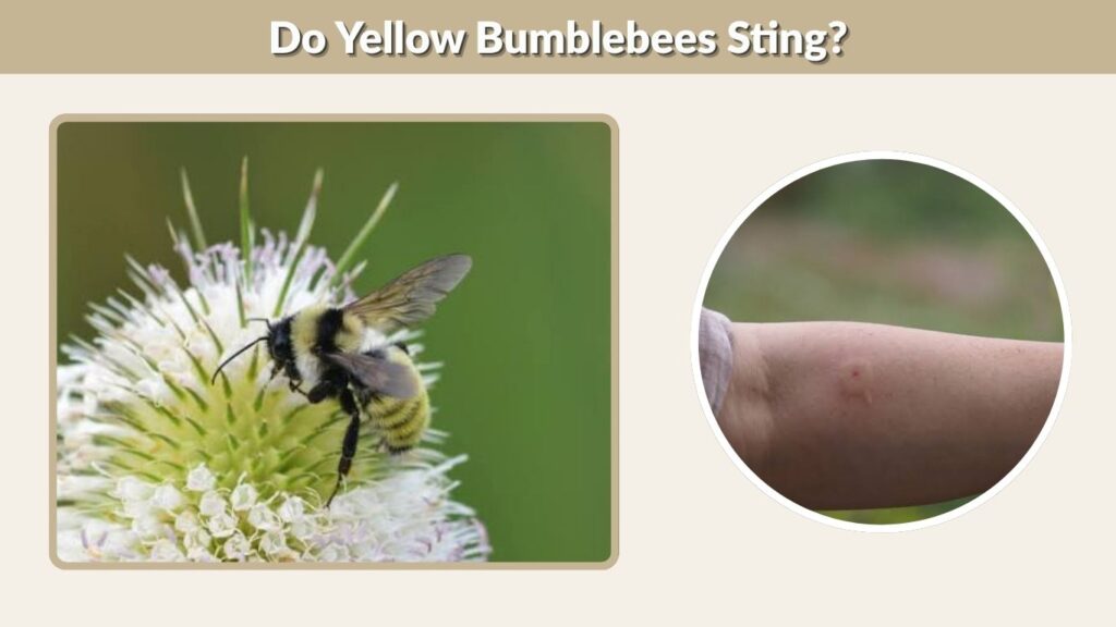 Do Yellow Bumblebees Sting?