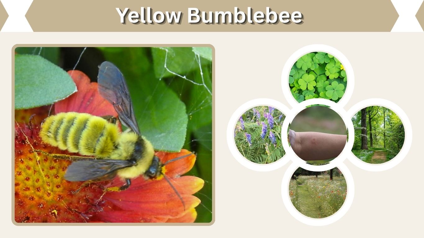 Yellow Bumblebee: Identification, Species and Facts