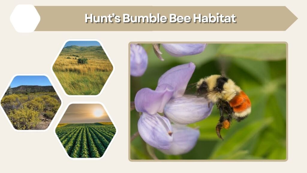 Hunt’s Bumble Bee Habitat
