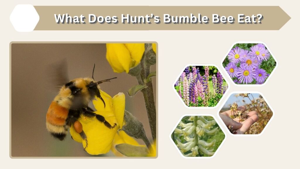 What Does Hunt’s Bumble Bee Eat?