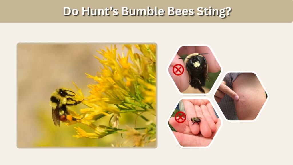 Do Hunt’s Bumble Bees Sting?