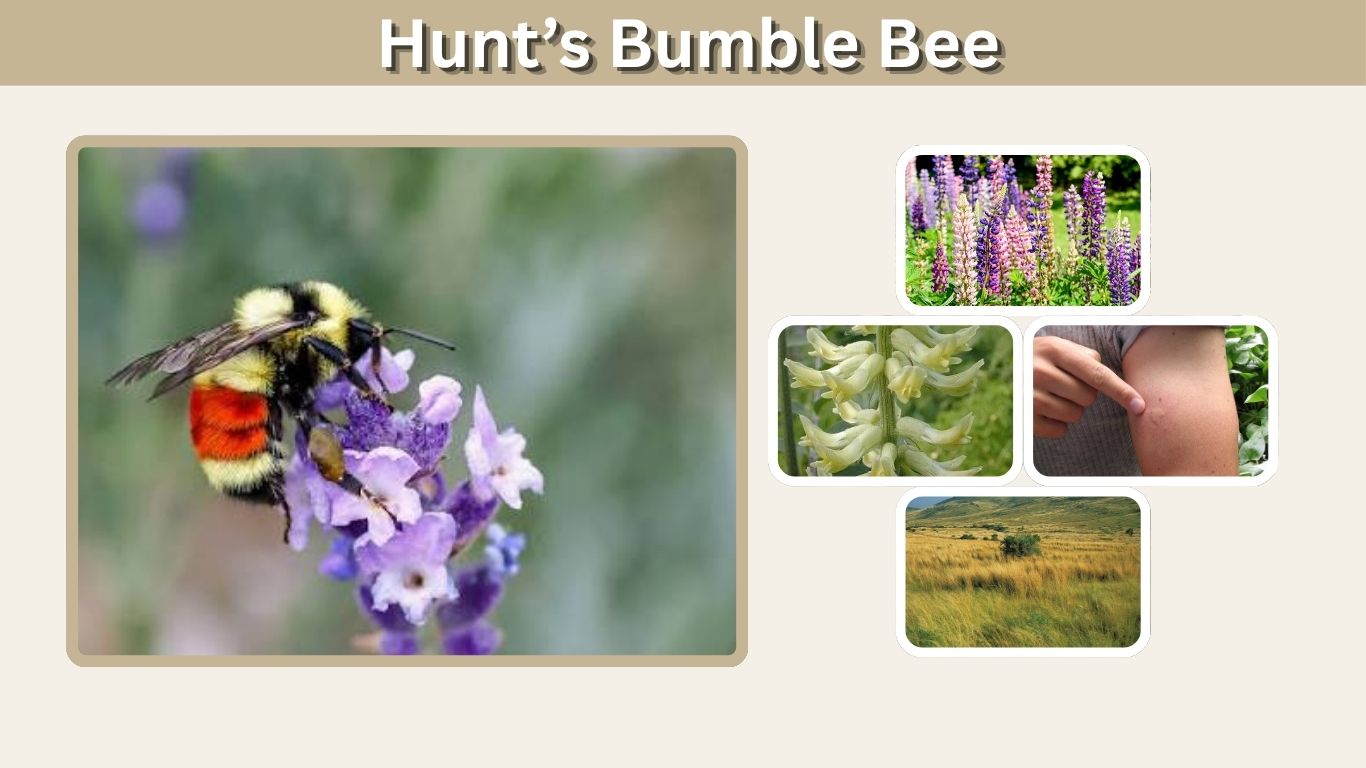 Hunt’s Bumble Bee: Identification, Habitat, Diet & Facts