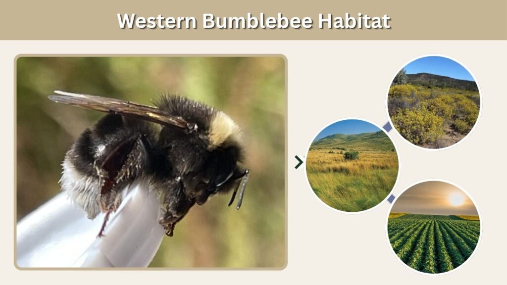 Western Bumblebee Habitat
