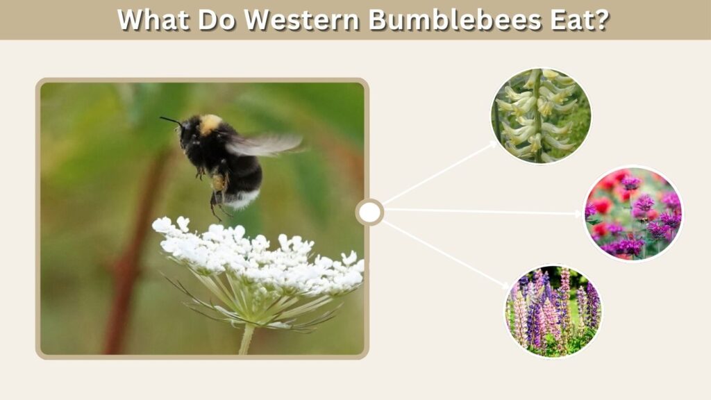 What Do Western Bumblebees Eat?