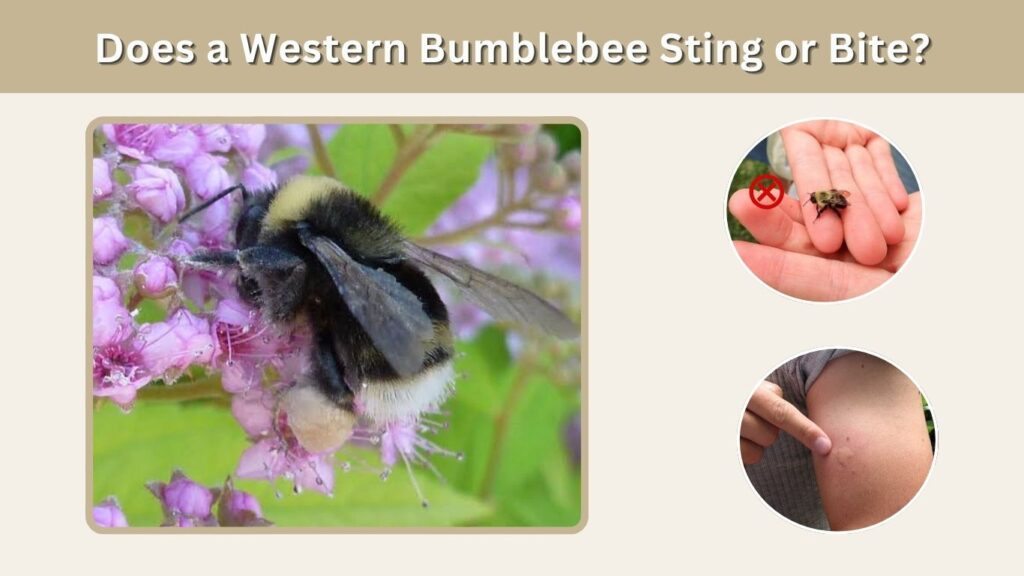 Does a Western Bumblebee Sting or Bite?