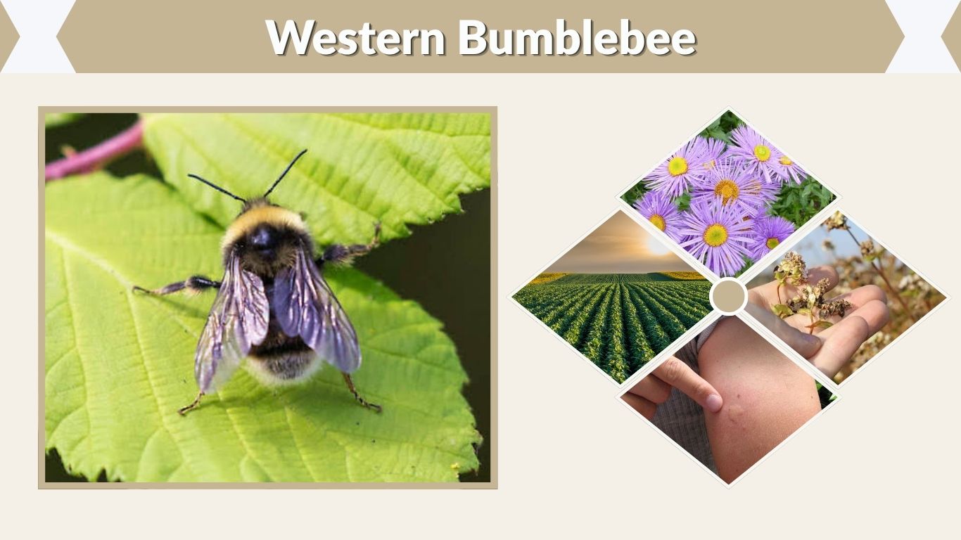 Western Bumblebee: Identification, Habitat, Sting & Facts