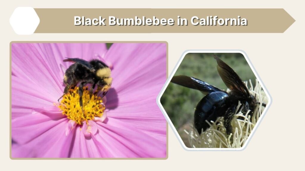 Black Bumblebee in California