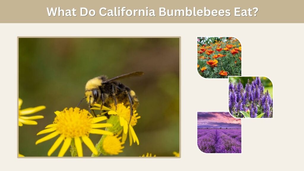 What Do California Bumblebees Eat?