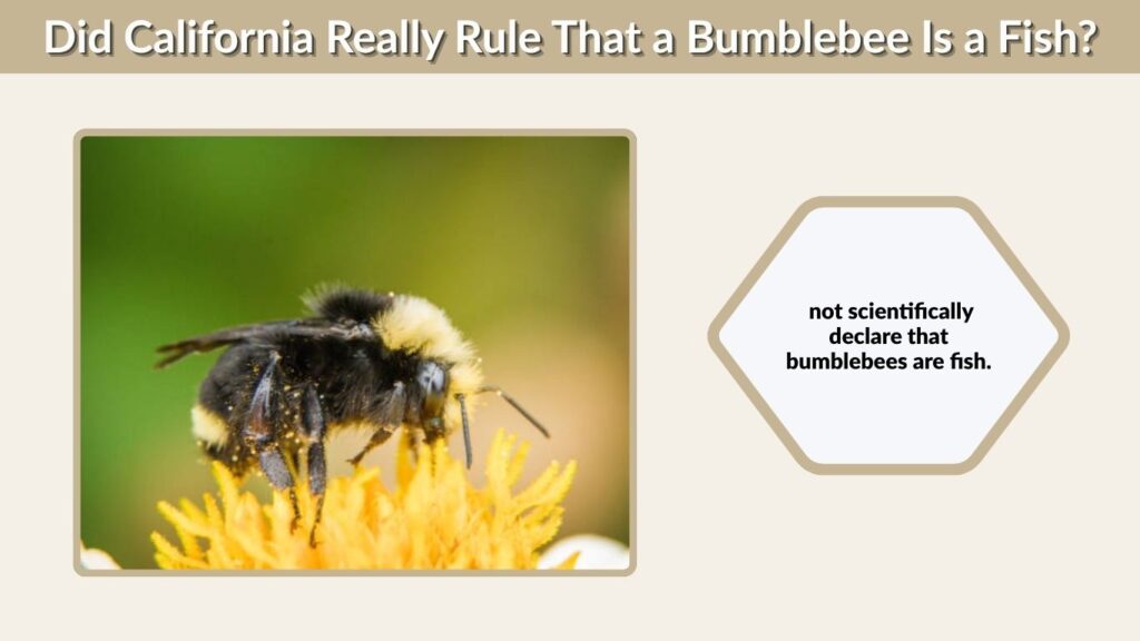 Did California Really Rule That a Bumblebee Is a Fish?
