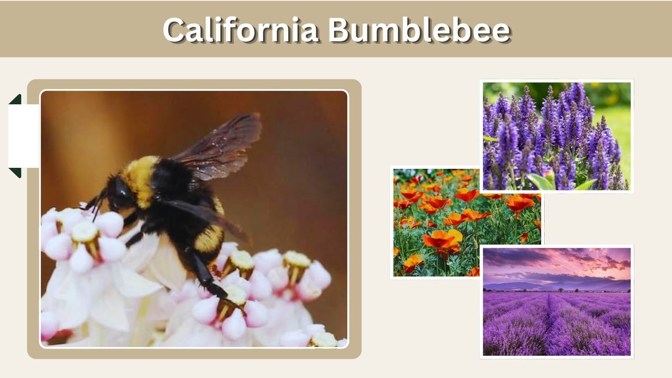 California Bumblebee: Species, Identification, Habitat & Facts