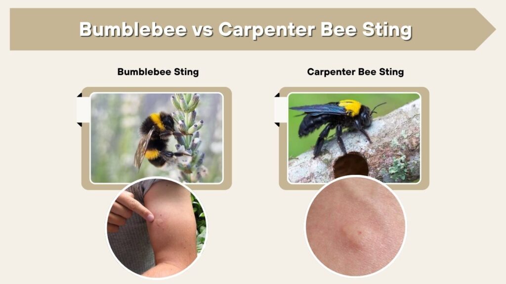 Bumblebee vs Carpenter Bee Sting