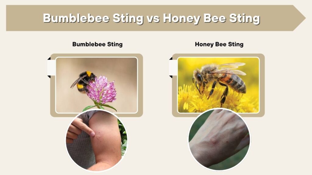 Bumblebee Sting vs Honey Bee Sting