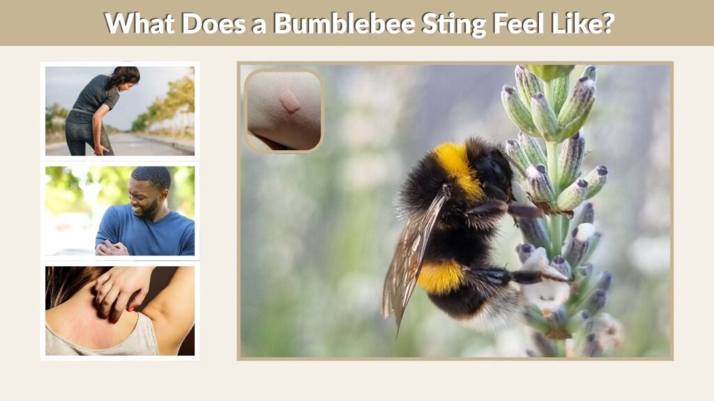 What Does a Bumblebee Sting Feel Like?