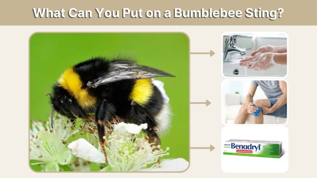 What Can You Put on a Bumblebee Sting?