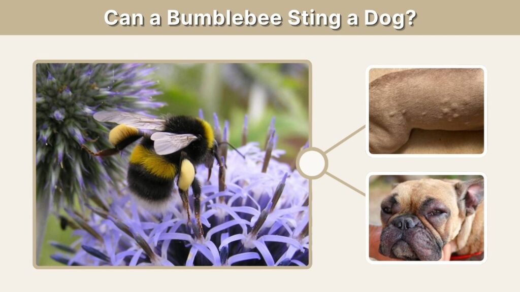 Can a Bumblebee Sting a Dog?