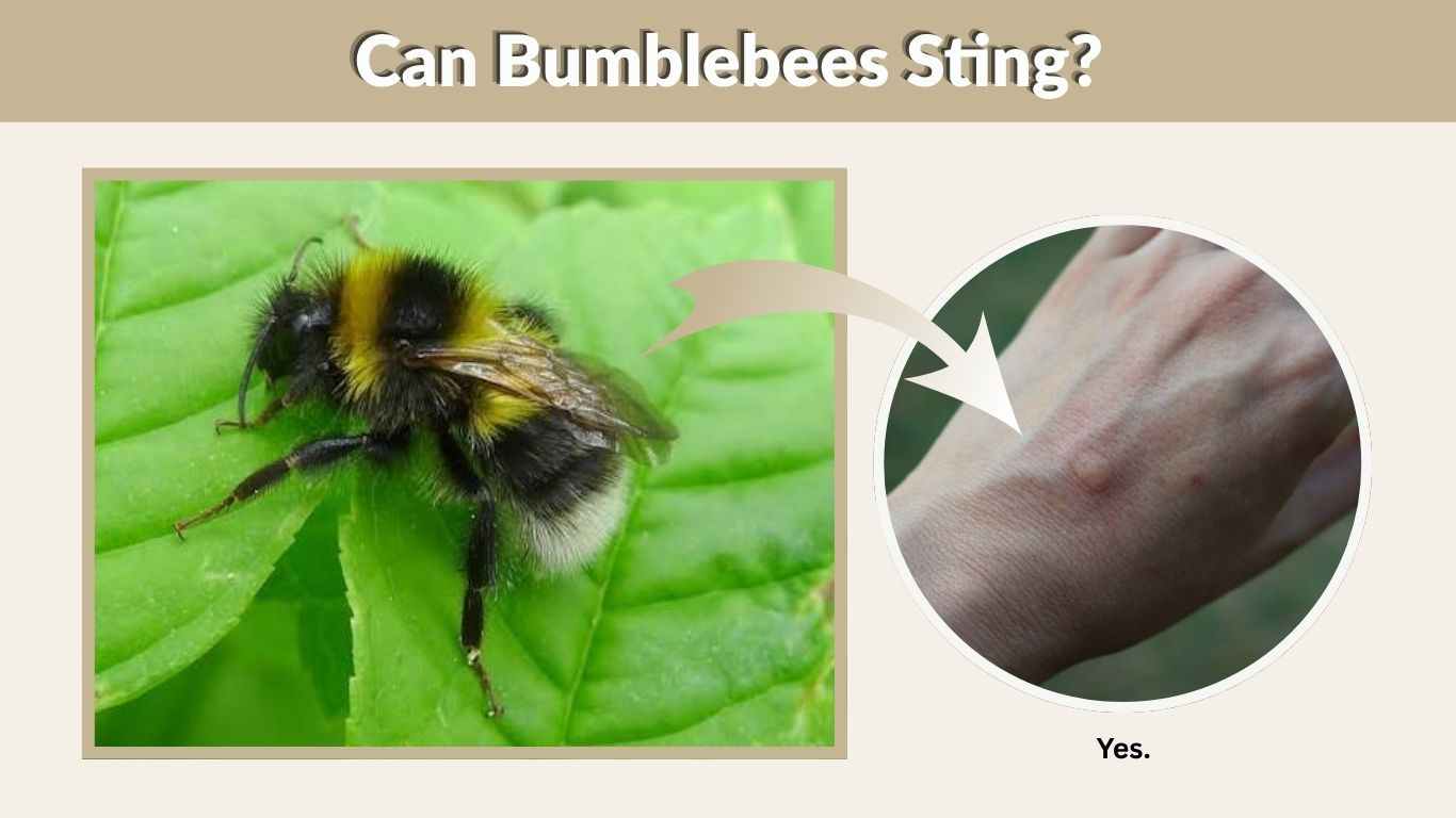 Can Bumblebees Sting? How Often, Risks & Treatment Guide