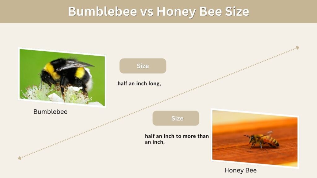 Bumblebee vs Honey Bee Size