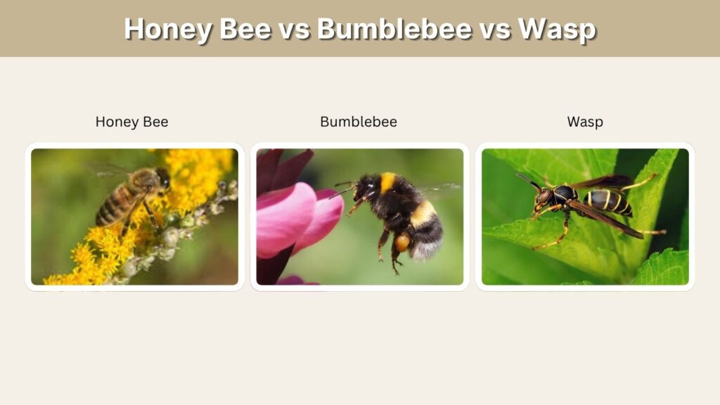 Honey Bee vs Bumblebee vs Wasp