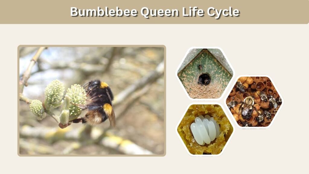 Bumblebee Queen Life Cycle