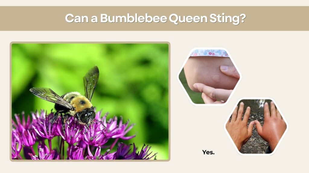 Can a Bumblebee Queen Sting?