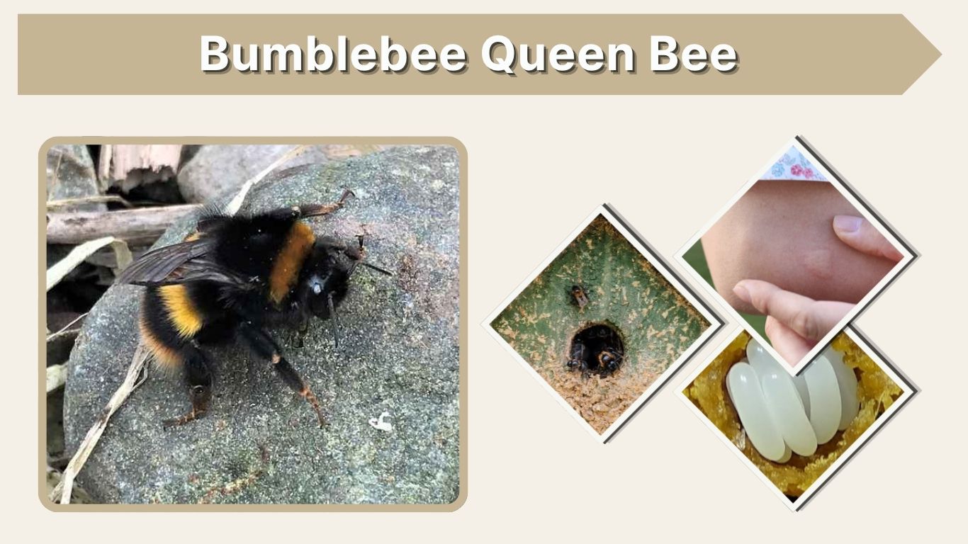 Bumblebee Queen Bee: Size, Life Cycle, Role & Identification