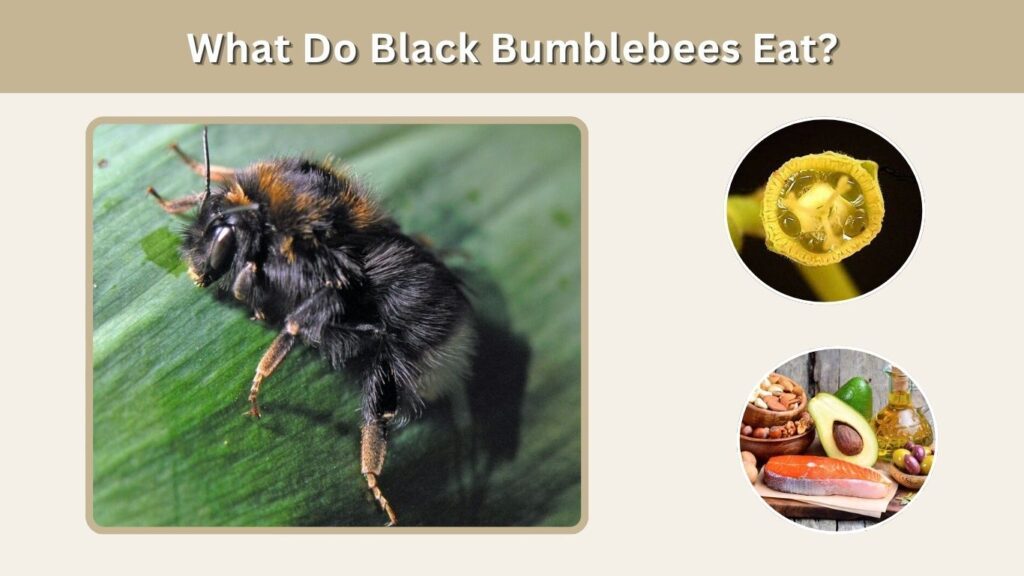 What Do Black Bumblebees Eat?