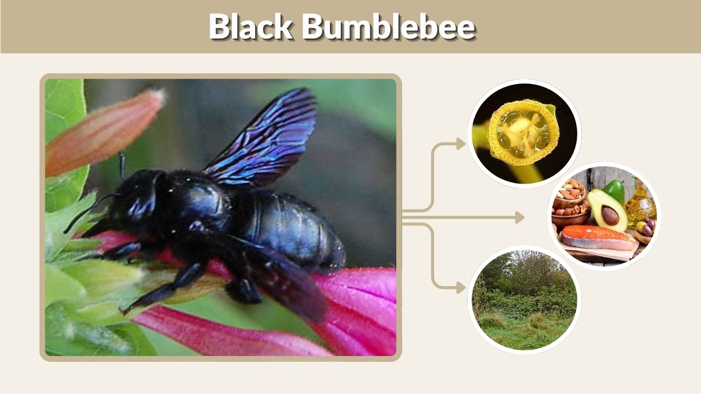 Black Bumblebee: Identification, Sting, Size and Facts