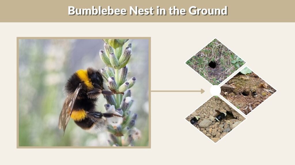 Bumblebee Nest in the Ground