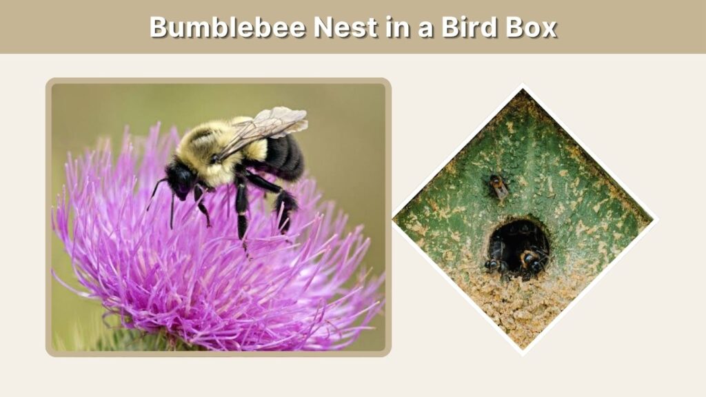 Bumblebee Nest in a Bird Box