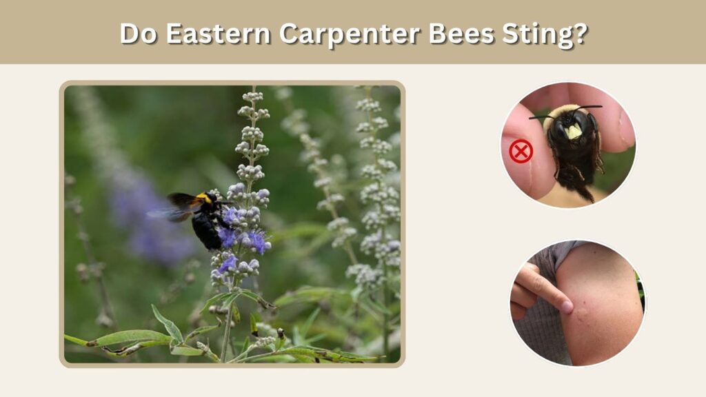 Do Eastern Carpenter Bees Sting?