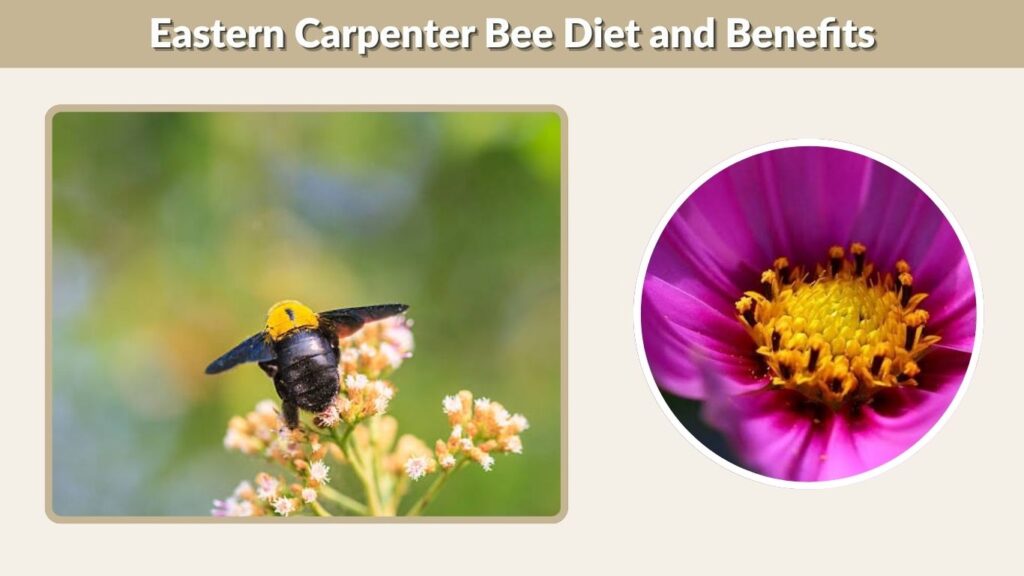 Eastern Carpenter Bee Diet and Benefits