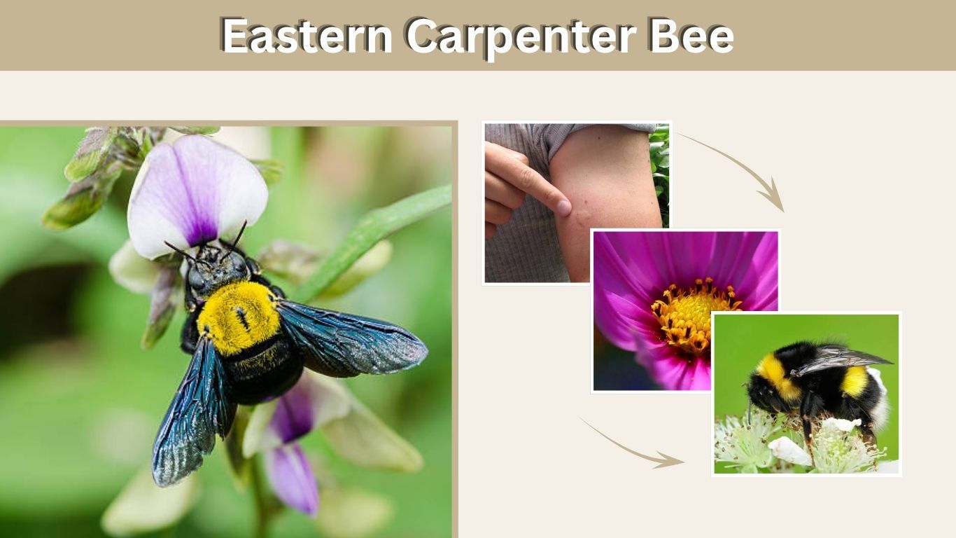Eastern Carpenter Bee: Identification, Sting, Nest & Control